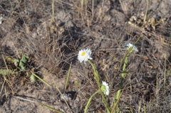 Polycalymma stuartii