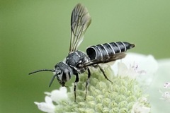Cyrtocoelioxys