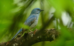 Cyornis unicolor