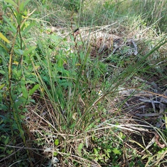 Digitaria ciliaris