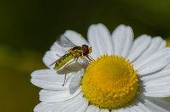 Toxomerus vertebratus