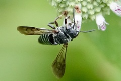 Cyrtocoelioxys