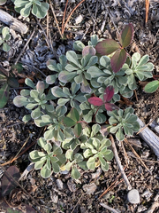 Antennaria neglecta