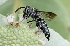 Cyrtocoelioxys