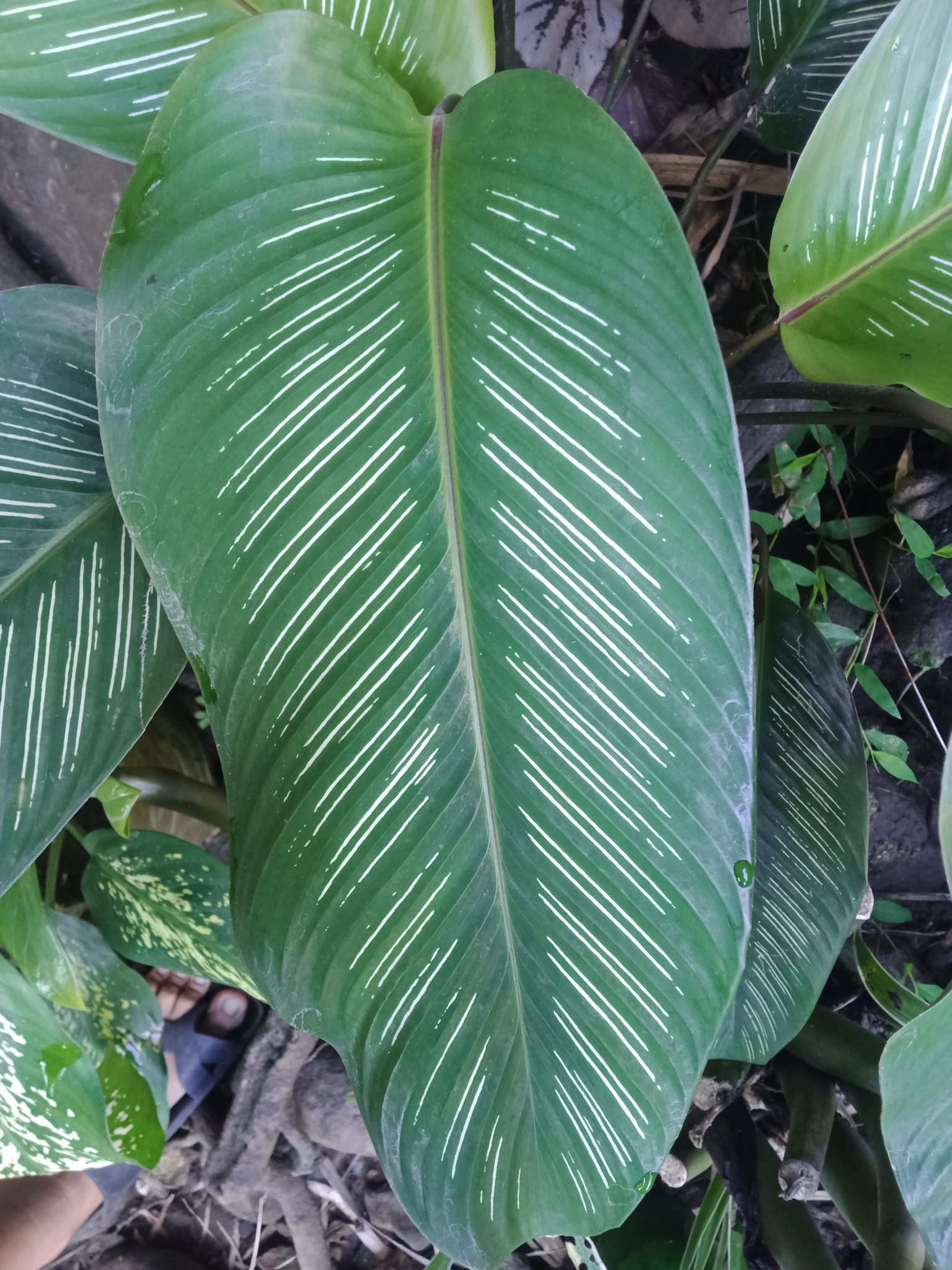 Imagem de Maranta Riscada
