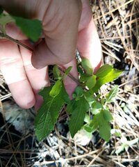 Melanthera parvifolia