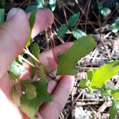 Melanthera parvifolia