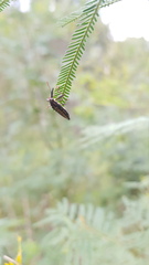 Rhinotia lineata