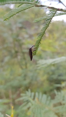 Rhinotia lineata