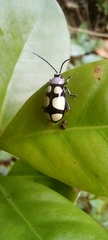 Omophoita octoguttata