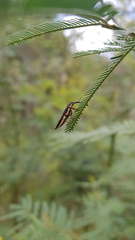Rhinotia lineata