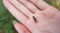 Rhinotia lineata