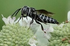 Cyrtocoelioxys