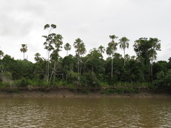 Livistona decora