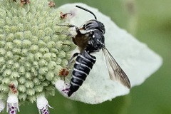 Cyrtocoelioxys