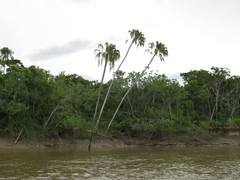 Livistona decora