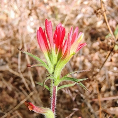 Castilleja bryantii