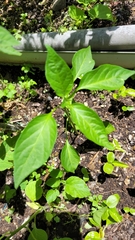 Capsicum annuum