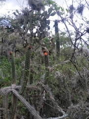 Borzicactus sepium
