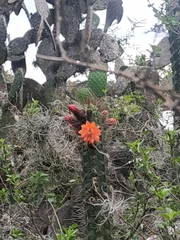 Borzicactus sepium