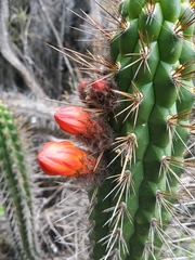 Borzicactus sepium