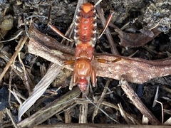 Rasahus hamatus