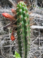 Borzicactus sepium