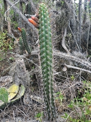 Borzicactus sepium