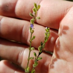Salvia occidentalis
