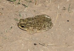 Rhinella major