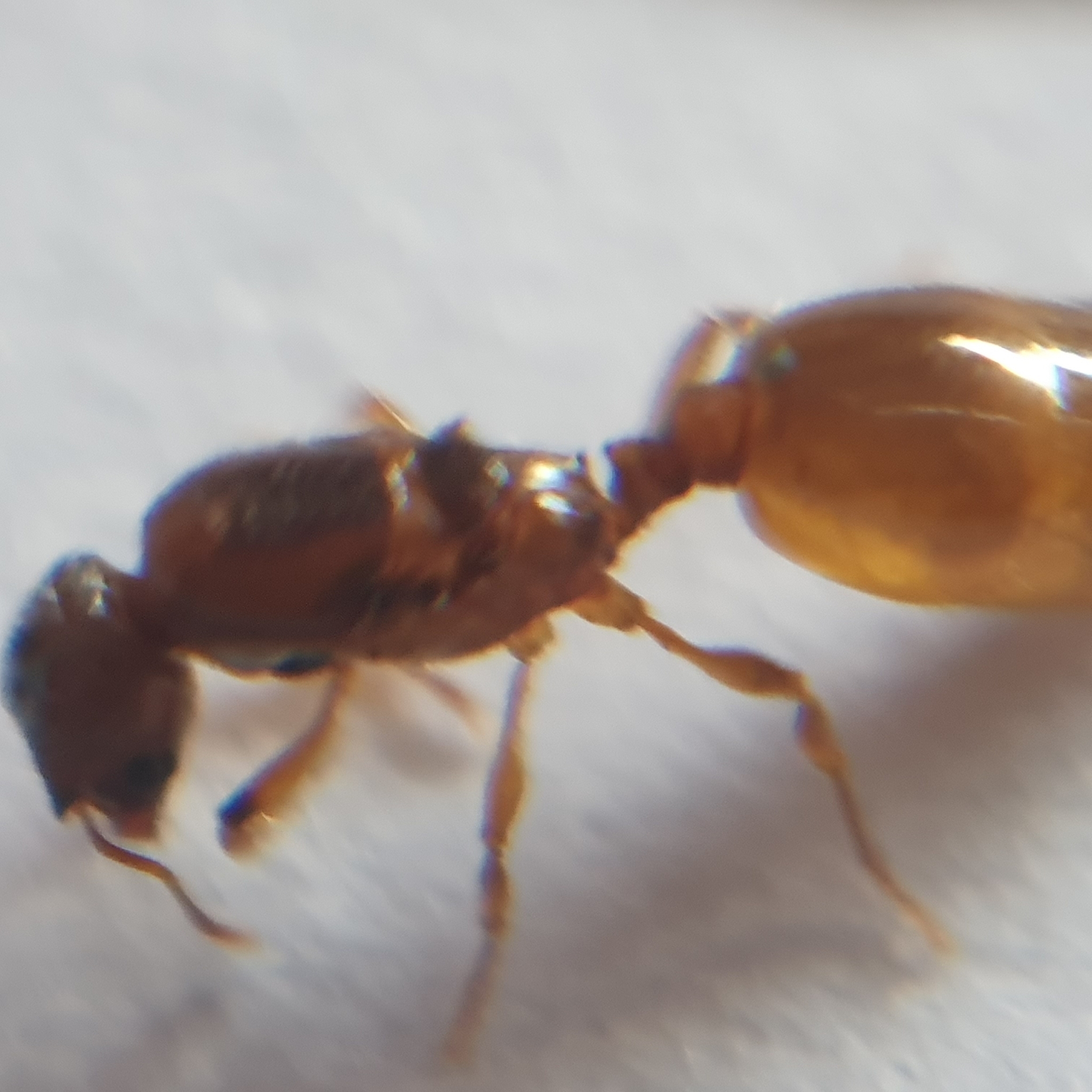 Pheidole laticrista