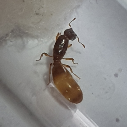 Pheidole laticristaPheidole laticrista