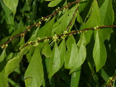 Bridelia montana