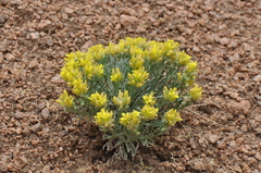 Physaria vitulifera