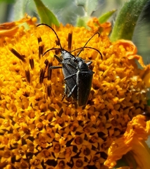 Tomentgaurotes batesi