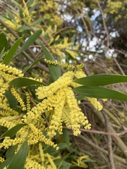Acacia