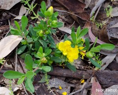 Hibbertia empetrifolia