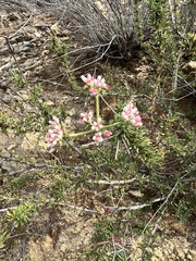 Eriogonum fasciculatum