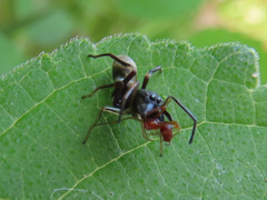 Myrmarachne japonica