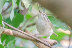 Phylloscopus tenellipes