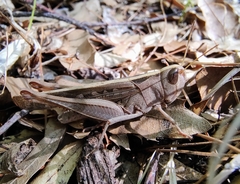 Rhammatocerus viatorius