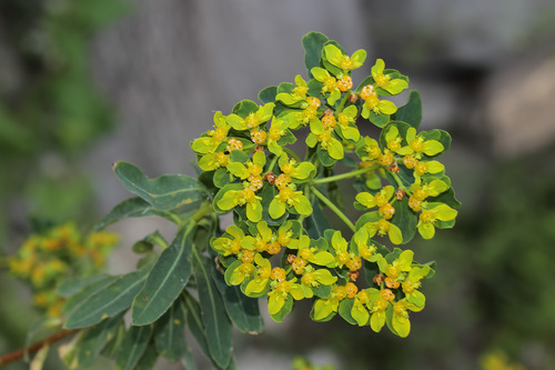 Euphorbia hierosolymitana var. hierosolymitana