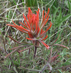 Castilleja covilleana