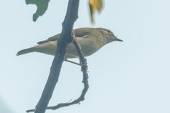 Phylloscopus tenellipes