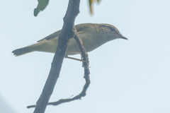 Phylloscopus tenellipes