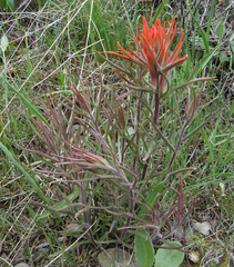Castilleja covilleana