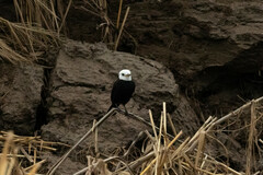 Arundinicola leucocephala