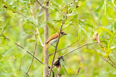 Pachyramphus rufus