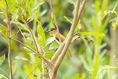 Pachyramphus rufus