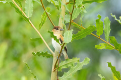 Pachyramphus rufus